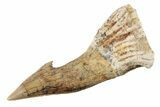 Fossil Sawfish (Onchopristis) Rostral Barb - Morocco #285519-1